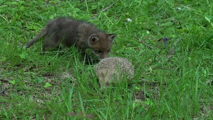 Sticker - Red Fox, vulpes vulpes, Cub and European Hedgehog, erinaceus europaeus, in the forest among foliage, Normandy in France, Real Time