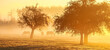 4 horses in the morning fog at sunrise on the pasture under fruit trees, landscape format long..