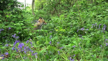 Sticker - Red Fox, vulpes vulpes, Adult Female Walking and Running Among the Flowers in the Forest, Normandy in France, Real Time