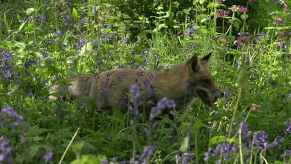 Wall Mural - Red Fox, vulpes vulpes, Adult Female Walking and Running Among the Flowers in the Forest, Normandy in France, Real Time