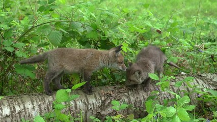 Sticker - Red Fox, vulpes vulpes, Cub playing on a Tree Trunk in the Forest, Normandy in France, Real Time