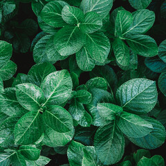 Wall Mural - green leaves background