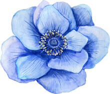 Watercolor Blue Anemone Hand Drawn Floral Illustration. Design Elements.