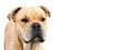 Beautiful and powerful dog ca de bou outdoors on white background. Banner. Copy space