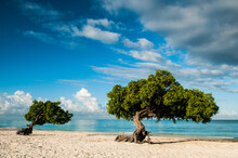 Famous Divi Divi Trees On Sandy Beach In Aruba