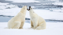 Face-to-face Growling Bears, Ursus Maritimus, Spitzbergen, Svalbard