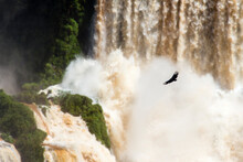 An American Black Vulture Flying In Front Of The Cascading Iguazu Falls