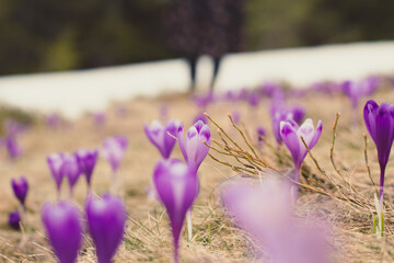 Wall Mural - Close up early spring crocus flowers with glaciers behind concept photo. Front view photography with blur background. Natural light. High quality picture for wallpaper, travel blog, magazine, article