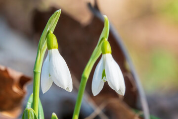 Canvas Print - Pair of tiny snowdrops flowers