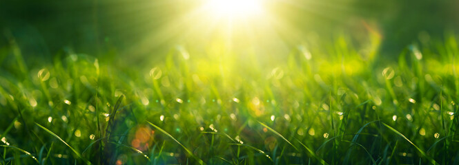 Wall Mural - Green grass background at sunrise. Spring blurred background with bokeh. 