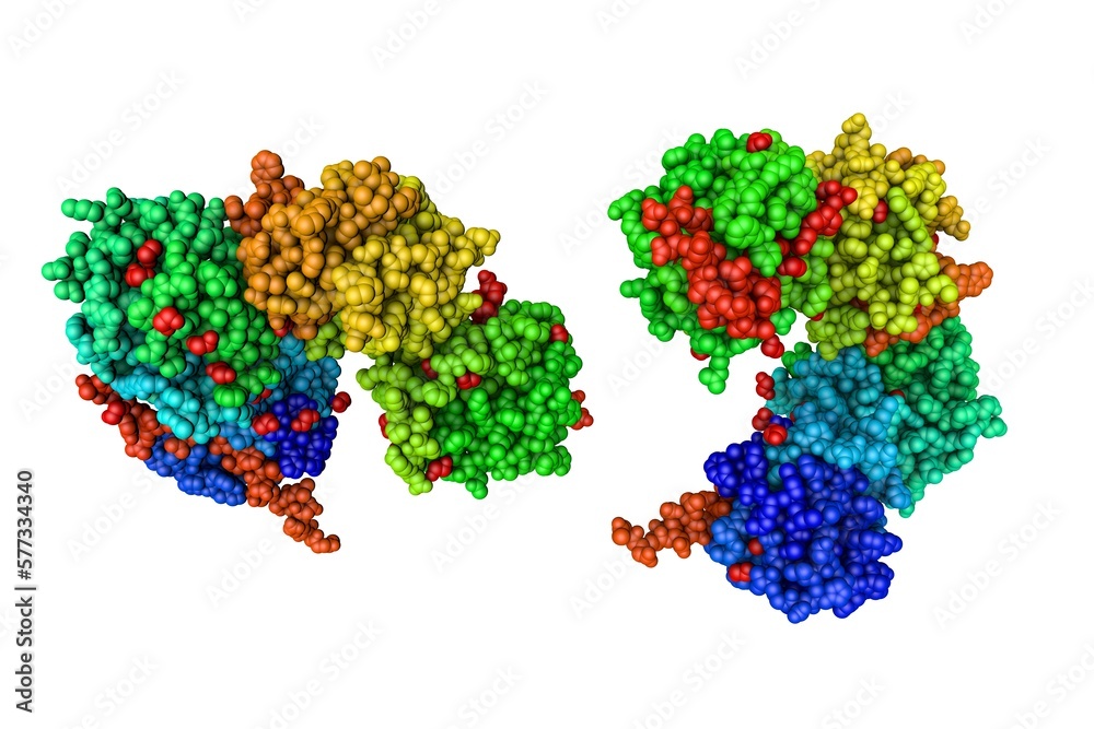Collagenea Molecular model of human collagenase-3 with peptide from pro-domain ...