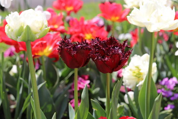 Wall Mural - Tulips, beautiful, colorful spring flowers. Close up.