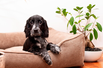 Wall Mural - A black cocker spaniel puppy lies in a dog bed. Cute puppy two months old, looking directly into the lens. There is a small green tree near the sunbed. The photo is blurred