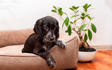 Wall Mural - A black cocker spaniel puppy lies in a dog bed. Cute puppy two months old, looking away. The dog hung its front paws. There is a small green tree near the sunbed. The photo is blurred