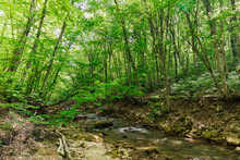 Fast River In The Forest Among Large Green Trees