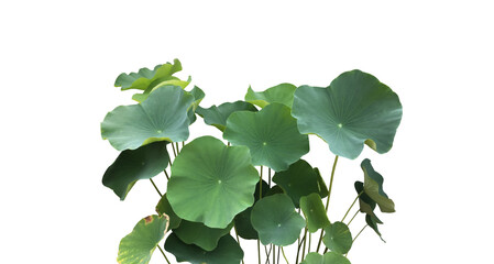 Poster - isolated waterlily or lotus plants, bush, flower and leaves with clipping paths.