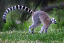 A Ring-tailed Lemur (Lemur Catta) Seen In Profile, Tail Stretched Out. They Are Native To Madagascar.
