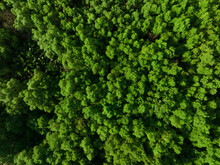 Aerial Top View Of Mangrove Forest. Drone View Of Dense Green Mangrove Trees Captures CO2. Green Trees Background For Carbon Neutrality And Net Zero Emissions Concept. Sustainable Green Environment.
