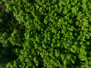 Wall Mural - aerial top view of mangrove forest. drone view of dense green mangrove trees captures co2. green tre