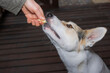 Human hand feeding young mixed breed dog with maize corn stick while training simple commands