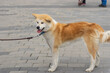 Side view portrait of brown and white Akita inu dog on a leash on a central street of Dnirpo city,  Ukraine