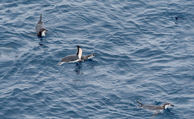 Wall Mural - Chinstrap Penguins (Pygoscelis antarctica) in South Atlantic Ocean, Southern Ocean, Antarctica