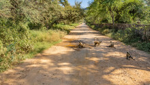 A Group Of Langurs Settled Down On A Dirt Road. Monkeys Are Sitting, Walking, Drinking Water From A Puddle. Green Vegetation On The Roadsides. India. Ranthambore National Park