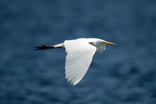 Great Egret Flies In Sunshine Over River
