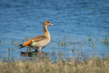 Egyptian Goose Stands In Profile In Water