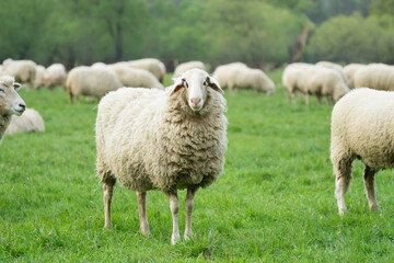 Wall Mural - Woolly domestic sheep in the middle of its flock looking at you