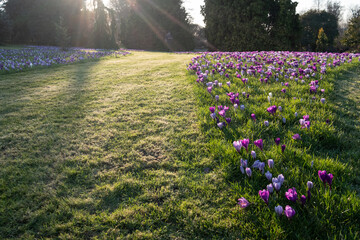 Wall Mural - Purple and white crocuses growing in the grass in the conifer lawn at RHS Wisley, Surrey UK.