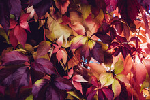 Colorful Leaves In Forest In Sunlight