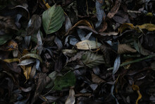 Fallen Leaves On Grass