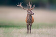 one handsome red deer buck stands in a meadow