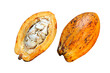 Cocoa fruit hanging on the tree
