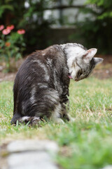 cat on the grass