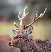 One Portrait Of A Pretty Red Deer Buck