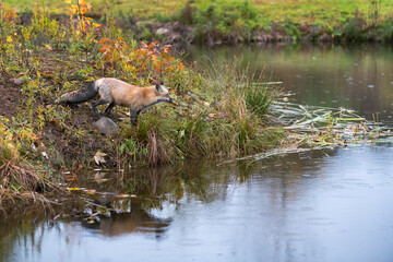 Wall Mural - Red Fox (Vulpes vulpes) Stares Right Across Water on Island Autumn