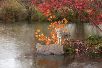 Wall Mural - Coyote (Canis latrans) Looks Unsure on Edge of Island Autumn