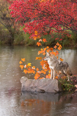 Wall Mural - Coyote (Canis latrans) Stares Left Atop Rock in Rain Autumn