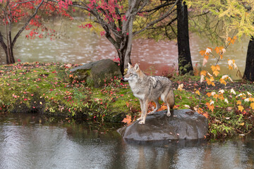 Wall Mural - Coyote (Canis latrans) Stands on Wet Rock Turned Left Autumn