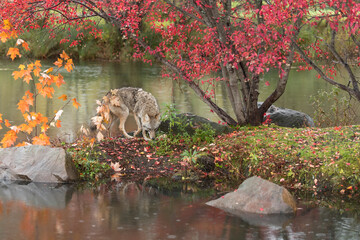 Wall Mural - Coyote (Canis latrans) Walks Right on Island Sniffing Autumn