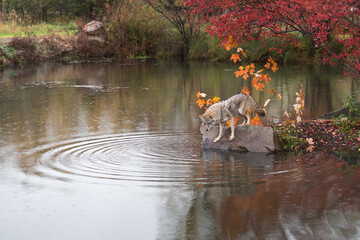 Wall Mural - Coyote (Canis latrans) Stares Into Expanding Ring of Ripples Autumn