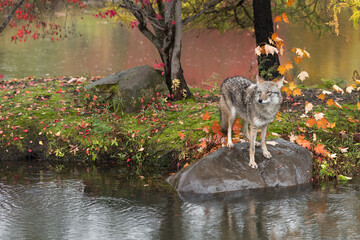 Wall Mural - Coyote (Canis latrans) Ears Back Looks Left From Atop Rock Autumn