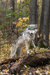 Wall Mural - Grey Wolf (Canis lupus) Stands with Paws on Log Ears to Sides Autumn