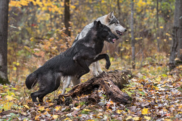 Wall Mural - Black Phase Grey Wolf (Canis lupus) Jumps Over Log Next to Gray Autumn
