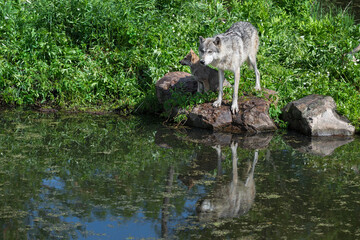 Wall Mural - Grey Wolf Adult and Pup (Canis lupus) Stand on Rocks Reflected Summer