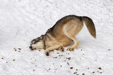 Wall Mural - Grey Wolf (Canis lupus) Rubs Cheek in Scent in Snow Winter