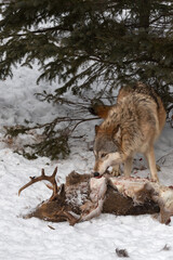 Wall Mural - Grey Wolf (Canis lupus) Pulls Meat From Body of White-tail Deer Winter