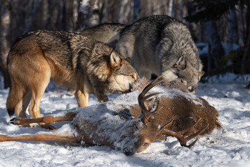 Wall Mural - Grey Wolf (Canis lupus) Eye Over Body of White-tail Deer Winter